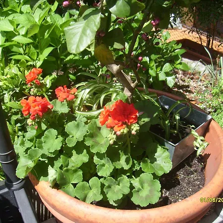 House Yanina Bellano